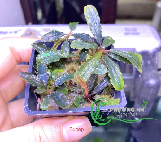 Bucep ( dạng chậu)