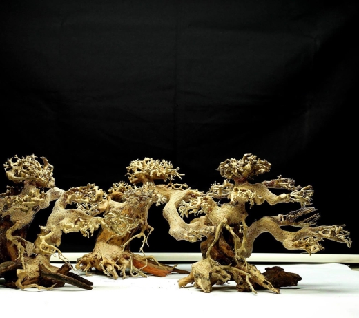 Cây bonsai siêu mini
