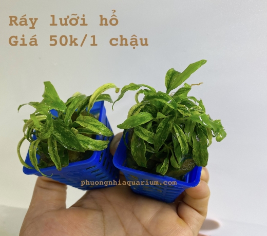 Ráy lưỡi hổ cẩm thạch 