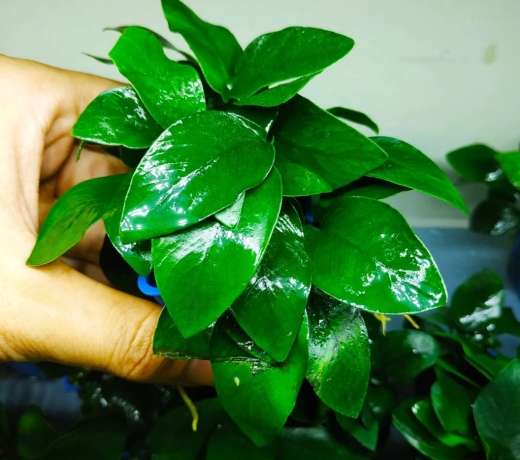 Ráy lá nhỏ ( trầu bà lá nhỏ)