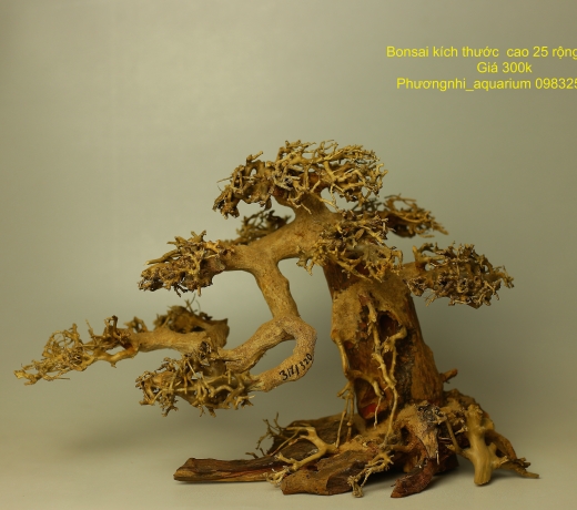 Cây bonsai số 1