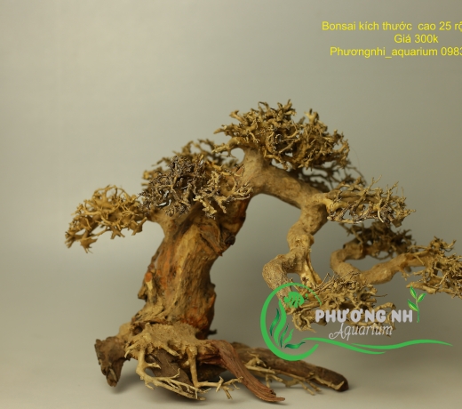 Cây bonsai số 3