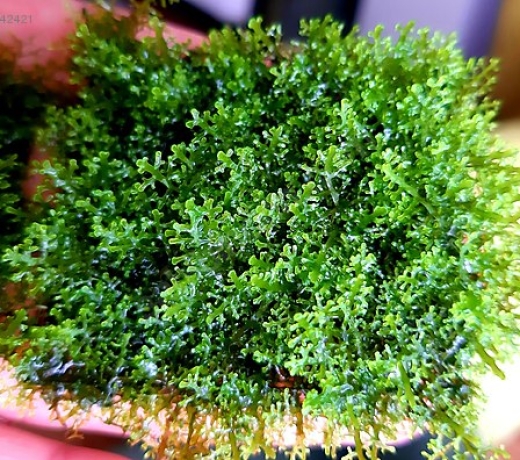 Rêu minipelia