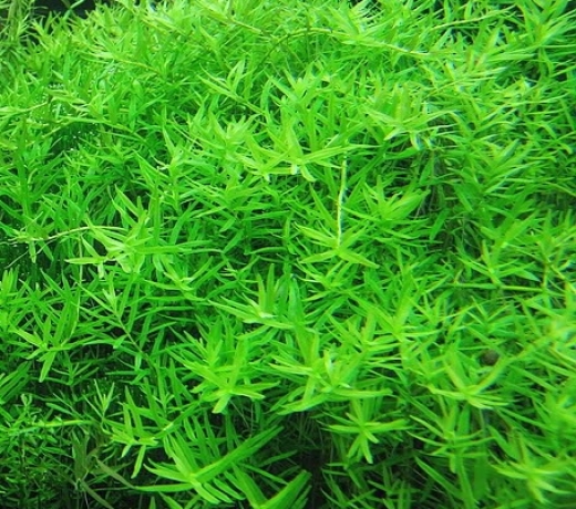 Vảy ốc xanh ( rotala green)