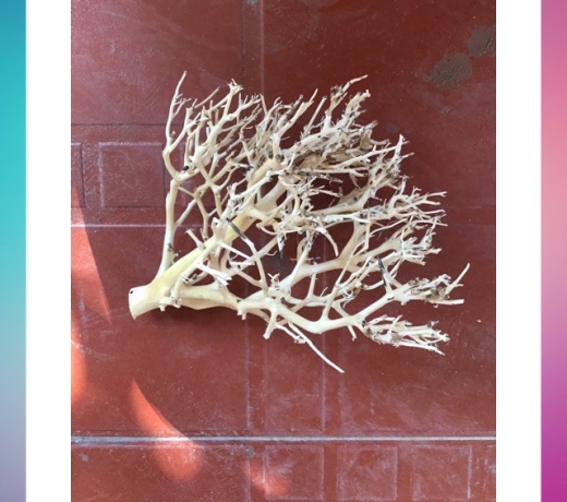 Lũa xương chùm ( 100g)