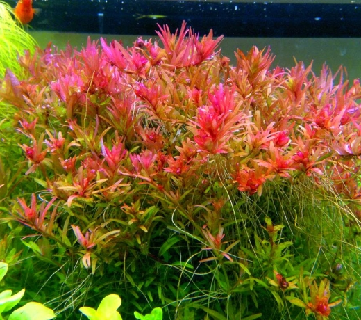Cây Vảy ốc đỏ ( rotala red)